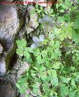 Geranio de Cazorla - Geranium cazorlense. Cerro de Gontar - Santiago Pontones