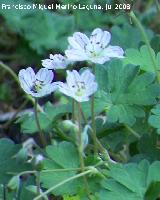 Geranio de Cazorla - Geranium cazorlense. Cazorla