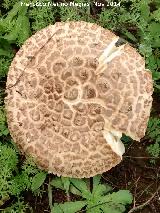 Amanita de sombrero erizado - Amanita echinocephalia. 