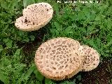 Amanita de sombrero erizado - Amanita echinocephalia. 