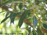 Mimbrera - Salix fragilis. Cazorla