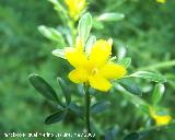 Jazmn silvestre - Jasminum fruticans. Pitillos. Valdepeas