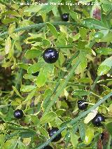 Jazmn silvestre - Jasminum fruticans. Frutos. La Baizuela - Torredelcampo