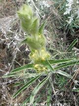 Candilera - Phlomis lychnitis. Cerro Miguelico - Torredelcampo