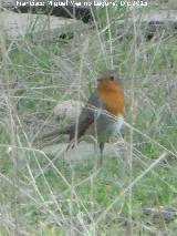 Pjaro Petirrojo - Erithacus rubecula. La Carnicera - Castellar