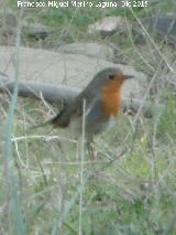 Pjaro Petirrojo - Erithacus rubecula. La Carnicera - Castellar