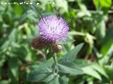 Centaurea - Centaurea debeauxii subsp nevadensis. Cazorla