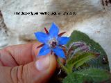 Borraja - Borago officinalis. Los Villares