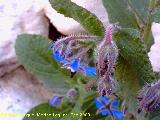 Borraja - Borago officinalis. Los Villares