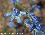 Espuela de caballero de Sierra Nevada - Delphinium emarginatum subsp. nevadense. Cazorla