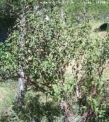 Jara hoja de laurel - Cistus laurifolius. Segura