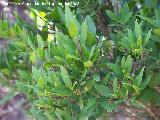 Jara hoja de laurel - Cistus laurifolius. Cazorla