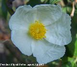 Jara hoja de laurel - Cistus laurifolius. Segura