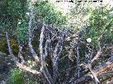 Jara hoja de laurel - Cistus laurifolius. La Hoya - Jan