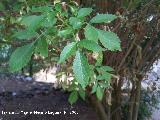 Saco - Sambucus nigra. Cazorla