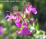 Tomillo estrellado - Teucrium webbianum. Cazorla