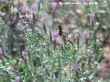 Hierba pincel - Staehelina dubia. Cazorla