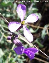 Collejn - Moricandia arvensis. Villanueva de las Torres