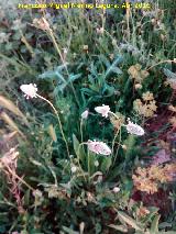 Pie de liebre - Plantago lagopus. Los Villares