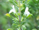 Ajedrea - Satureja cuneifolia. Cazorla