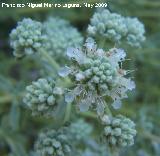 Zamarrilla - Teucrium polium. Los Caones. Jan