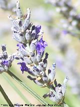 Alhucema - Lavandula latifolia. Las Castaetas - Villacarrillo