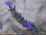 Alhucema - Lavandula latifolia. Cerro de Gontar - Santiago Pontones