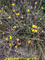 Botonera - Santolina rosmarinifolia. Pilar de los Potros - Torredelcampo