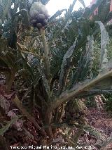 Alcachofa - Cynara scolymus. Los Villares