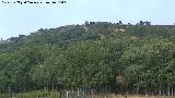 Cerro de la Estrella. 