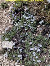 Globularia - Globularia spinosa. Banderillas - Santiago Pontones