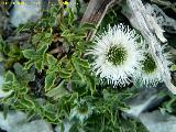 Globularia - Globularia spinosa. Castillo Majada Hinojosa - Albanchez de Mgina