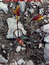 Tulipn silvestre - Tulipa sylvestris. El Banderillas - Santiago Pontones