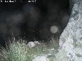 Cueva de los Esqueletos. Albanchez desde la entrada a la cueva