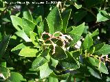 Madroo - Arbutus unedo. Los Villares