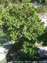 Madroo - Arbutus unedo. Los Villares