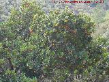 Madroo - Arbutus unedo. Barranco de Valdeazores - Santa Elena