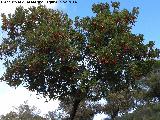 Madroo - Arbutus unedo. Barranco de Valdeazores - Santa Elena