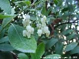 Madroo - Arbutus unedo. Flor. Jan