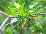 Madroo - Arbutus unedo. Fruto sin madurar. Sierra de Navalmanzano - Fuencaliente