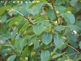 Peral silvestre - Pyrus pyraster. Cazorla