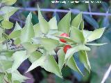 Rusco - Ruscus aculeatus. Baizuela - Torredelcampo
