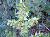 Rusco - Ruscus aculeatus. Baizuela - Torredelcampo