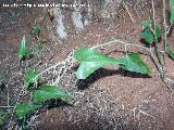 Zarzaparrilla - Smilax aspera. Navas de San Juan