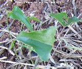 Zarzaparrilla - Smilax aspera. Navas de San Juan