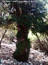 Sendero Tejos Milenarios. Uno de los ejemplares de tejo