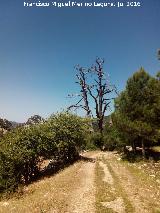 Camino del Poyo de las Palomas. 