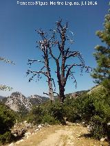 Camino del Poyo de las Palomas. rboles muertos