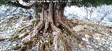 Tejo Milenario Macho. Tronco y ra�ces