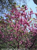 Arbol del amor - Cercis siliquastrum. Caada de las Hazadillas - Jan